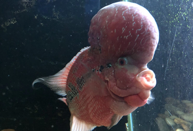 Monster Aquarium Pattaya Travel Package