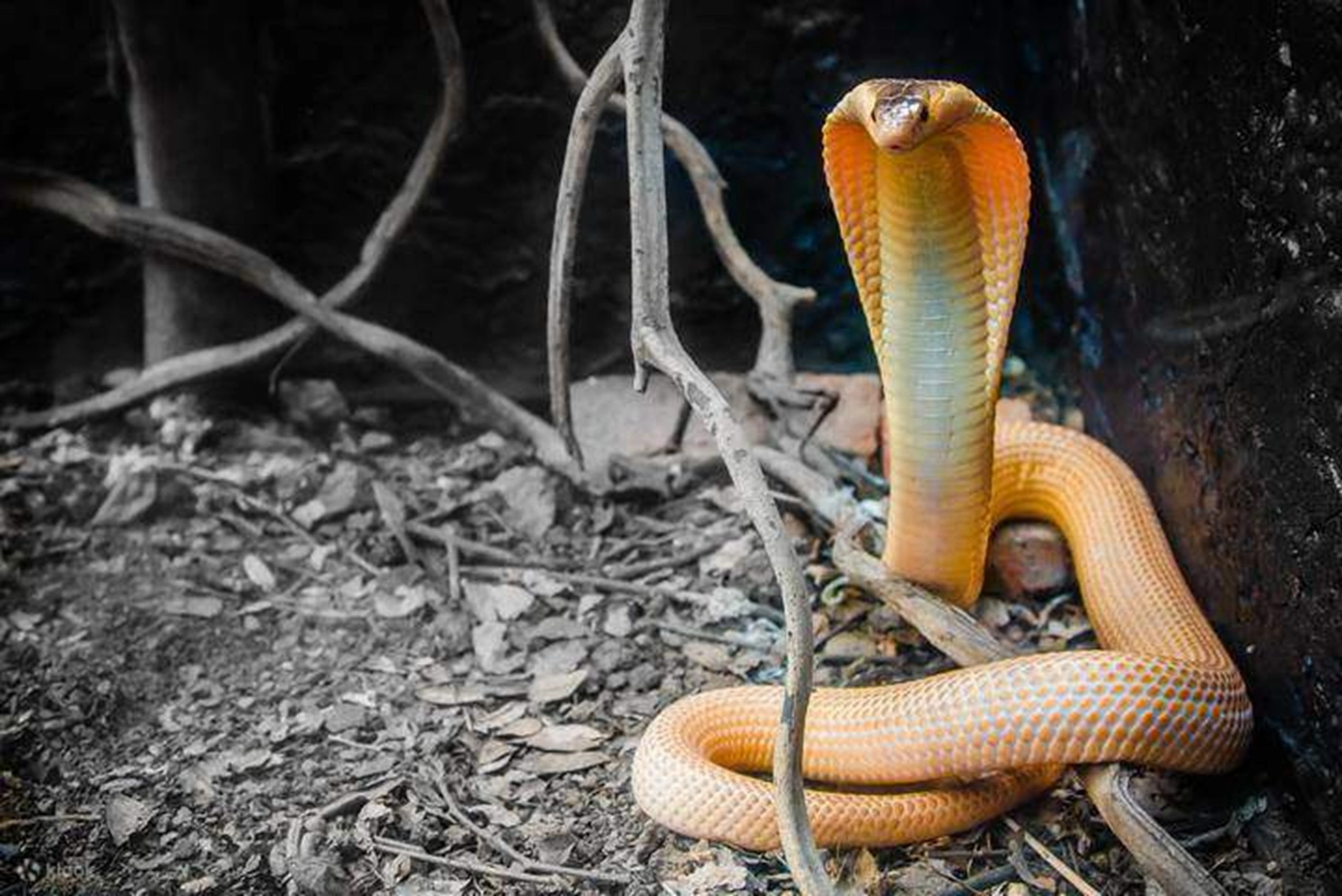 Aquarium Monster (5)