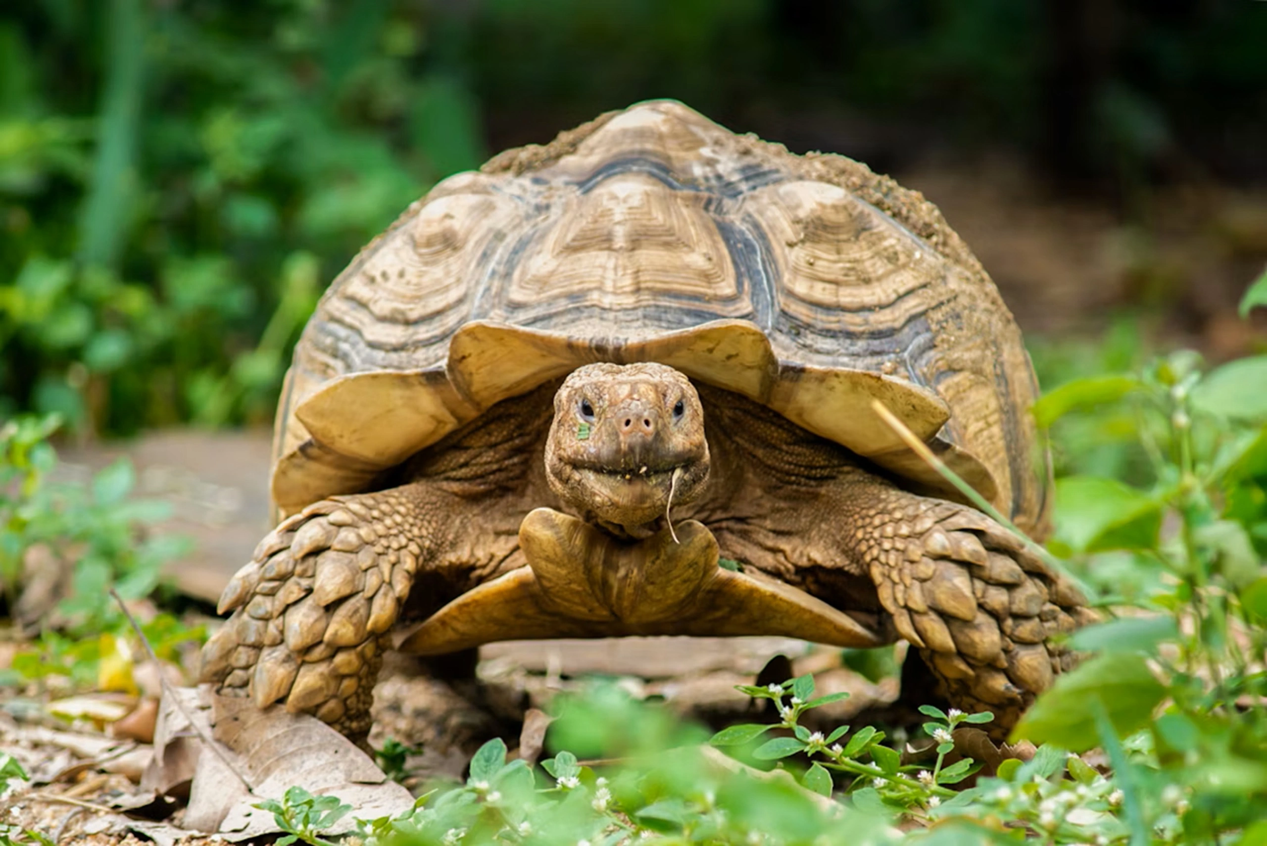 Aquarium Monster (7)