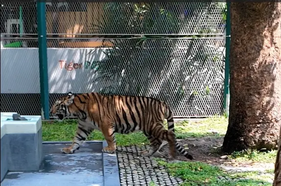 Tiger Park Pattaya Travel Package