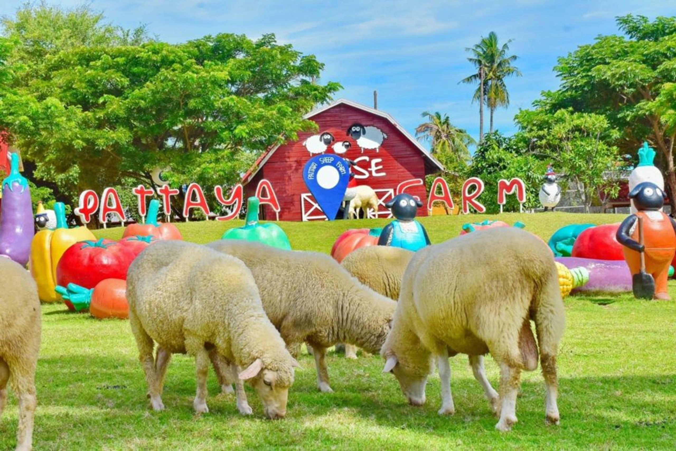 pattaya-sheep-farm (2)