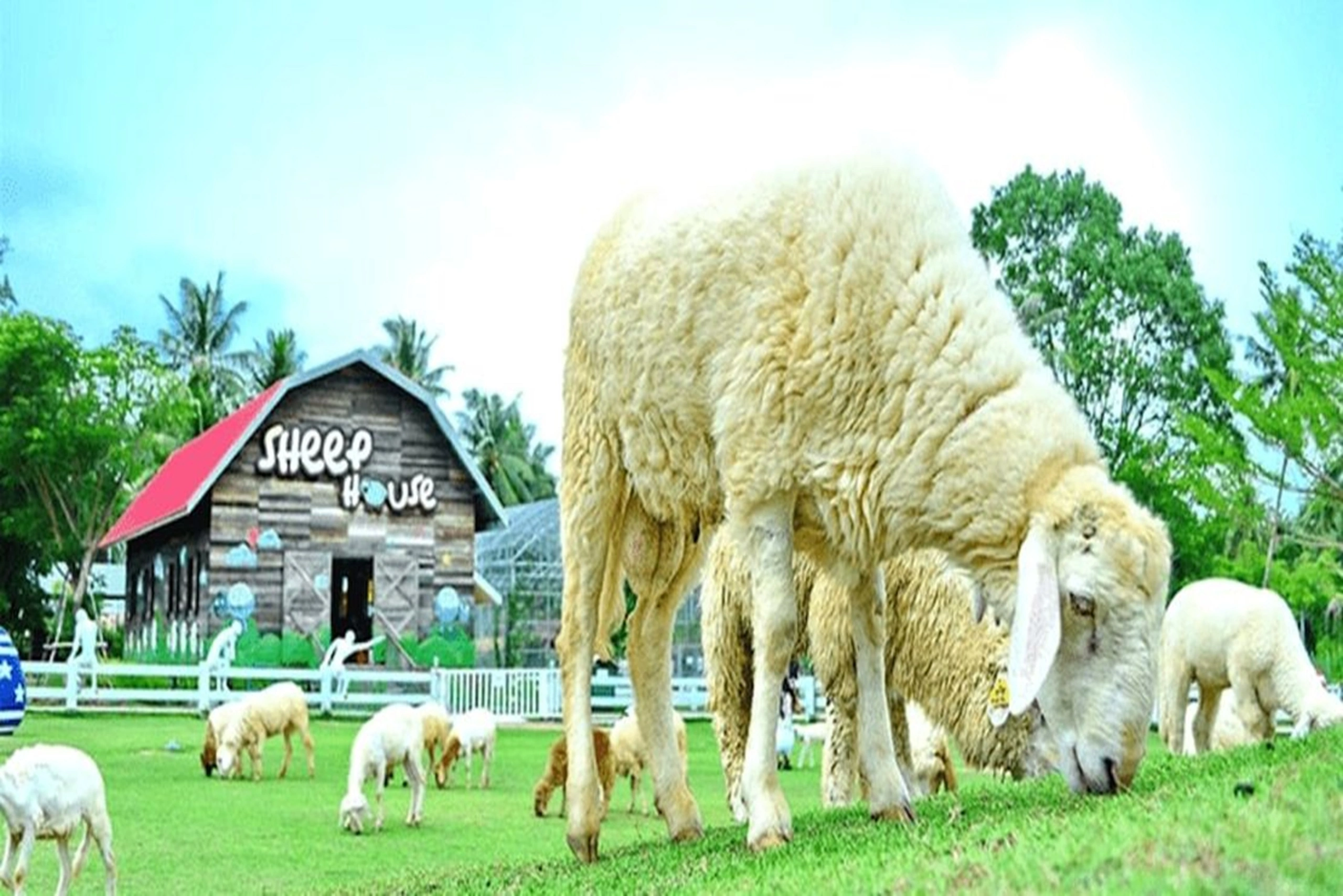 pattaya-sheep-farm (4)