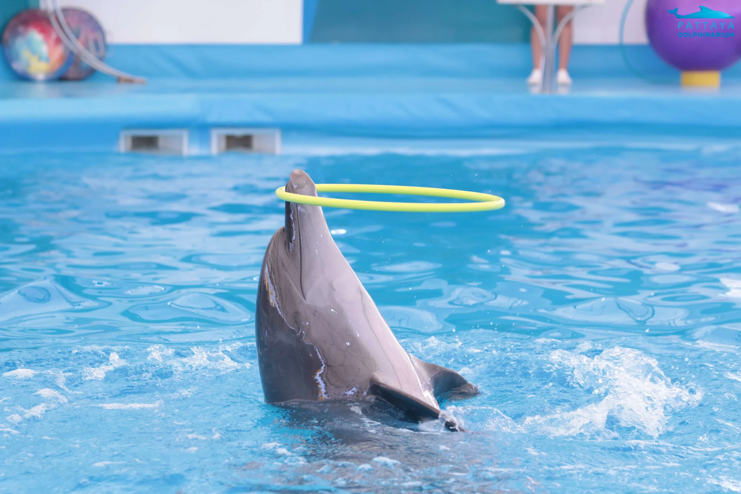 A group of dolphins leaping in sync during the Pattaya Dolphinarium show.