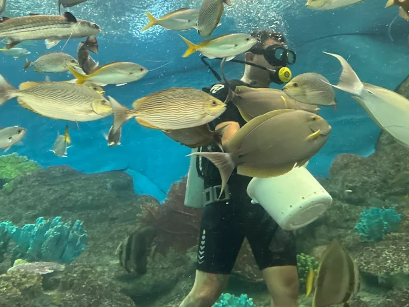 underwater world-suba