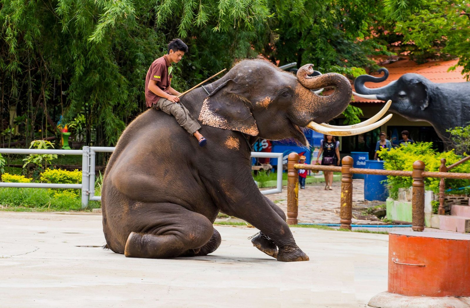 elephant show