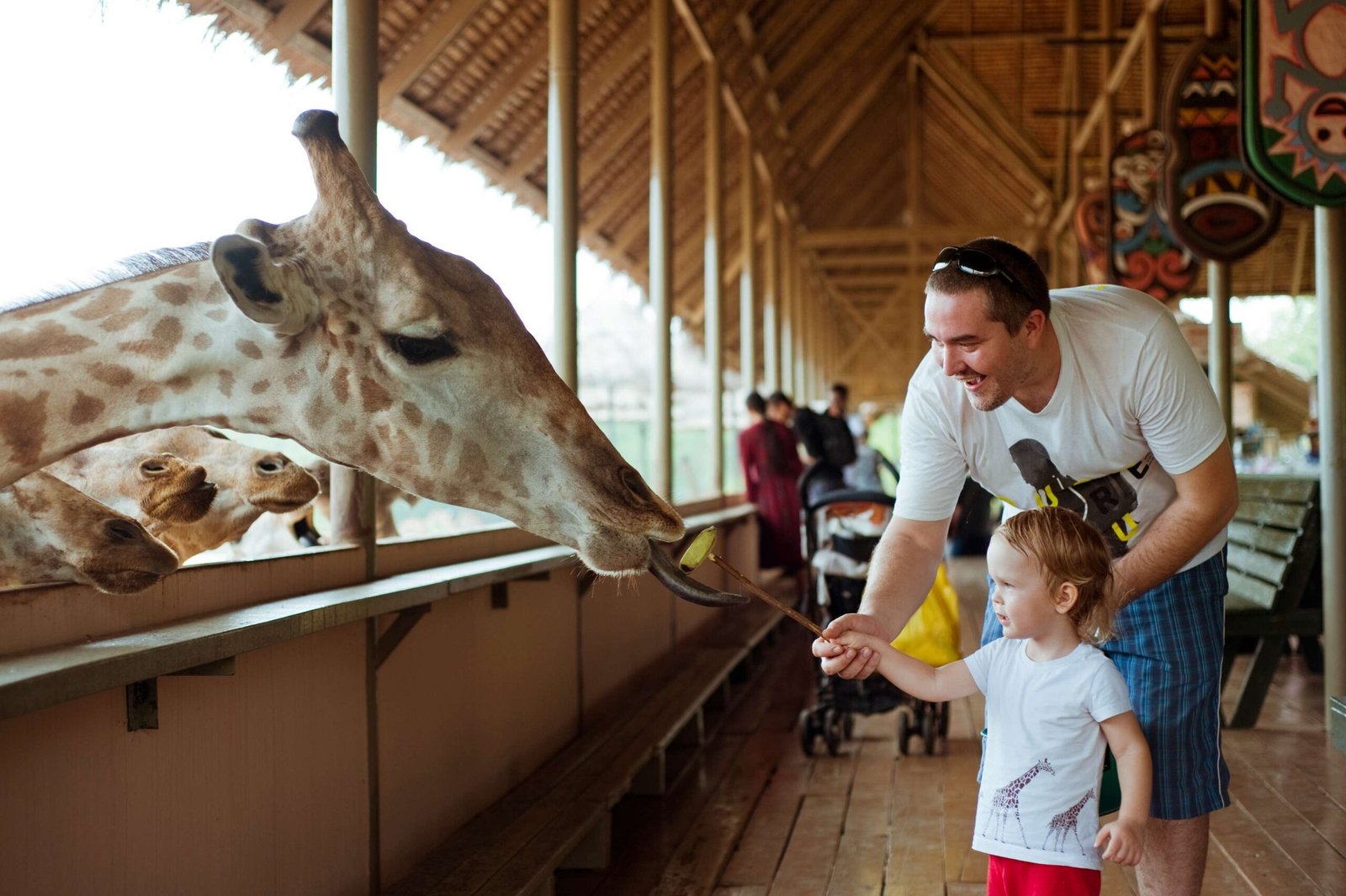 giraffes feeding